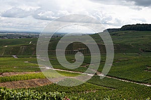 Landscape with green grand cru vineyards near Epernay, region Champagne, France in rainy day. Cultivation of white chardonnay wine