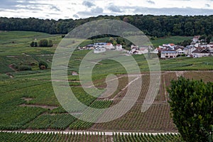 Landscape with green grand cru vineyards near Epernay, region Champagne, France in rainy day. Cultivation of white chardonnay wine