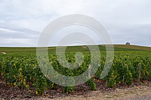 Landscape with green grand cru vineyards near Epernay, region Champagne, France in rainy day. Cultivation of white chardonnay wine