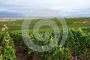 Landscape with green grand cru vineyards near Epernay, region Champagne, France in rainy day. Cultivation of white chardonnay wine