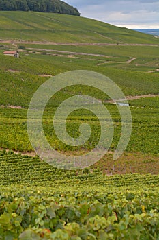 Landscape with green grand cru vineyards near Epernay, region Champagne, France in rainy day. Cultivation of white chardonnay wine