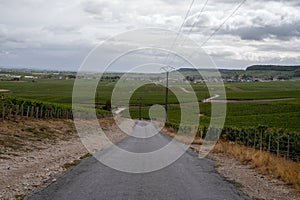 Landscape with green grand cru vineyards near Epernay, region Champagne, France in rainy day. Cultivation of white chardonnay wine