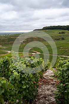 Landscape with green grand cru vineyards near Epernay, region Champagne, France in rainy day. Cultivation of white chardonnay wine