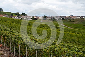 Landscape with green grand cru vineyards near Epernay, region Champagne, France in rainy day. Cultivation of white chardonnay wine