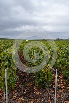 Landscape with green grand cru vineyards near Epernay, region Champagne, France in rainy day. Cultivation of white chardonnay wine