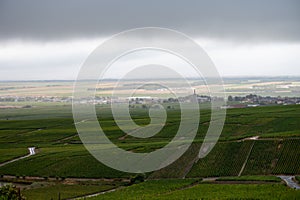 Landscape with green grand cru vineyards near Epernay, region Champagne, France in rainy day. Cultivation of white chardonnay wine