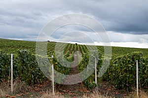 Landscape with green grand cru vineyards near Epernay, region Champagne, France in rainy day. Cultivation of white chardonnay wine