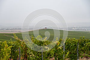 Landscape with green grand cru vineyards near Epernay, region Champagne, France in rainy day. Cultivation of white chardonnay wine