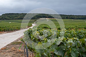 Landscape with green grand cru vineyards near Epernay, region Champagne, France in rainy day. Cultivation of white chardonnay wine