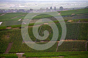 Landscape with green grand cru vineyards near Epernay, region Champagne, France in rainy day. Cultivation of white chardonnay wine