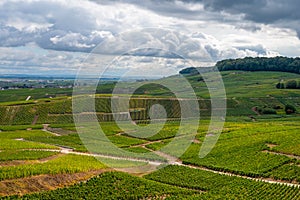 Landscape with green grand cru vineyards near Epernay, region Champagne, France in rainy day. Cultivation of white chardonnay wine