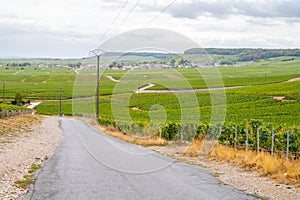 Landscape with green grand cru vineyards near Epernay, region Champagne, France in rainy day. Cultivation of white chardonnay wine