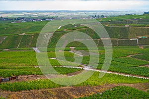 Landscape with green grand cru vineyards near Epernay, region Champagne, France in rainy day. Cultivation of white chardonnay wine