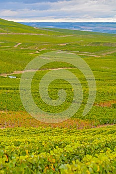 Landscape with green grand cru vineyards near Epernay, region Champagne, France in rainy day. Cultivation of white chardonnay wine