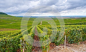 Landscape with green grand cru vineyards near Epernay, region Champagne, France in rainy day. Cultivation of white chardonnay wine