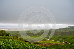 Landscape with green grand cru vineyards near Epernay, region Champagne, France in rainy day. Cultivation of white chardonnay wine