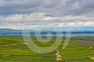 Landscape with green grand cru vineyards near Epernay, region Champagne, France in rainy day. Cultivation of white chardonnay wine