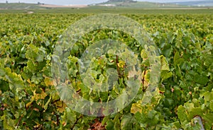 Landscape with green grand cru vineyards near Epernay, region Champagne, France in rainy day. Cultivation of white chardonnay wine