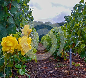 Landscape with green grand cru vineyards near Epernay, region Champagne, France in rainy day. Cultivation of white chardonnay wine