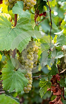 Landscape with green grand cru vineyards near Epernay, region Champagne, France in rainy day. Cultivation of white chardonnay wine