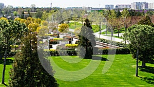 Landscape with green grass, evergreen trees pines and Sequoiadendron giganteum and French garden on background.