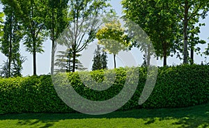 Landscape with green grass, ornamental trees and trimmed shrubs in sunny spring day. Public landscape city park `Krasnodar`