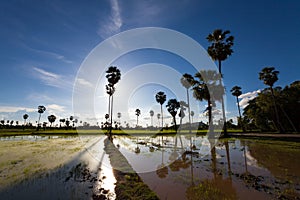 Landscape with green grass sugar palm , road and clouds