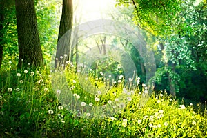 Landscape. Green Grass and Trees