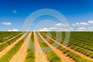 Landscape of green lavender fields