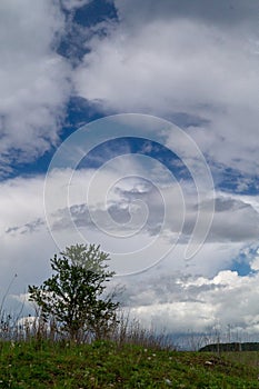 Landscape with green lonely tree and cloud sky