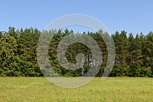 Landscape with green meadow, coniferous forest