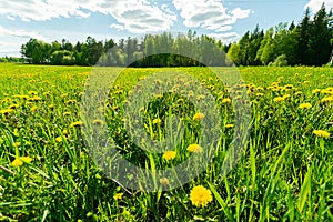 Landscape green meadow with dandelions the high grass against the blue sky with clouds. A field with blooming flowers.