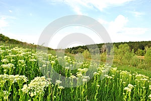Landscape with green meadow,hill with white flowers and pine forest on horizon, blue cloudy sky