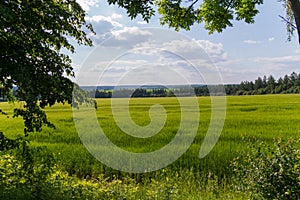 Landscape with a green meadow with a juicy young grass surrounded by trees against a blue cloudy sky. resting place