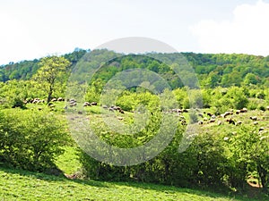 The landscape of green meadows of Caspian Hyrcanian forests , Iran