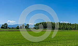 Landscape with green meadows and poplar trees