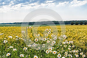 Landscape with green oat field and woods in the distance ahead of the rain. In the foreground, blossoming white scentless Mayweed