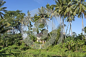 Landscape with green palm tree and a stone home on a sunny day in Bali Island, Indonesia. Nature and travel concept