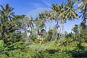 Landscape with green palm tree and a stone home on a sunny day in Bali Island, Indonesia. Nature and travel concept