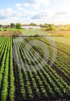 Landscape of green potato bushes plantation. Agroindustry and agribusiness. European organic farming. Growing food on the farm.