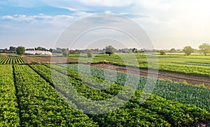 Landscape of green potato bushes plantation. Agroindustry and agribusiness. Wonderful european summer countryside landscapes.