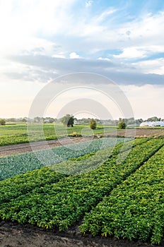 Landscape of green potato bushes plantation. Growing food on farm. Agroindustry and agribusiness