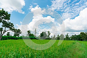 Landscape green rice field and cassava plantation. Rice farm with blue sky and clouds. Agriculture land plot for sale. Farmland.