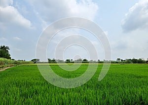 Landscape green rice field on cloud in the blue sky