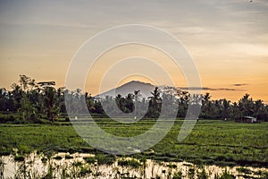 Landscape with green rice fields, palm trees and Agung volcano at sunny day in island Bali, Indonesia. Nature and travel
