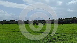 landscape with a green rice paddy or crop field of agriculture