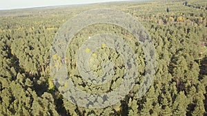 Landscape with green spruce forest, top view. Top view of an endless green forest