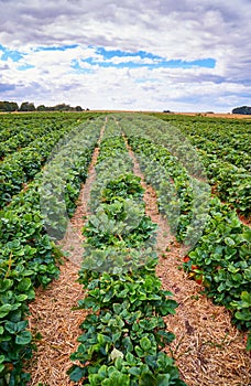 Landscape with green strawberry field with blue sky and clouds on the horizon