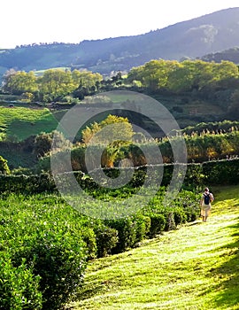 Landscape of green tea plantation. Azores Islands photo