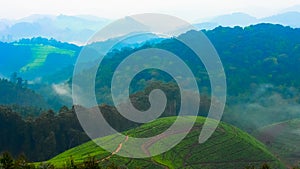 Landscape of green tea plantation in Rwanda amongst the misty mountains